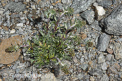 C171951: Ährige Edelraute (Artemisia genipi)