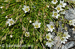 Foto: Frühlings-Miere (Minuartia verna)