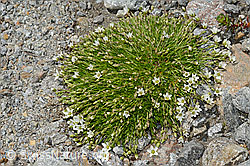 Foto: Frühlings-Miere (Minuartia verna)