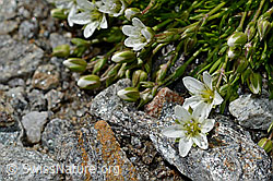 Foto: Frühlings-Miere (Minuartia verna)