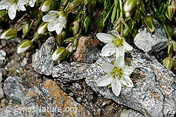 Foto: Frühlings-Miere (Minuartia verna)