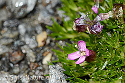 Kalk-Polsternelke (Silene acaulis) (C171993) Kalk-Polsternelke (Silene acaulis) (C171993)