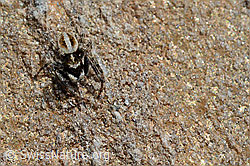 Attulus longipes (Springspinne) (C172082)