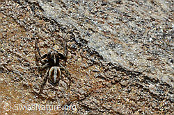 Attulus longipes (Springspinne) (C172091)