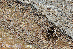 C172094: Attulus longipes (Springspinne)