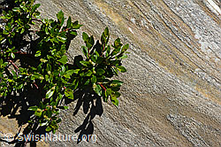 C172117: Stink-Weide (Salix foetida)