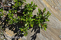 C172118: Stink-Weide (Salix foetida)