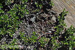 C172119: Stink-Weide (Salix foetida)