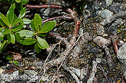 C172121: Stink-Weide (Salix foetida)