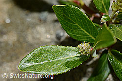 C172123: Stink-Weide (Salix foetida)