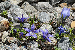 Mont Cenis-Glockenblume (Campanula cenisia) (C172135)