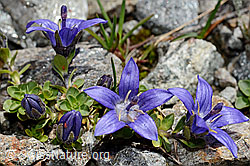 Mont Cenis-Glockenblume (Campanula cenisia) (C172138)