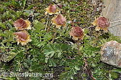 Kriechende Berg-Nelkenwurz (Geum reptans) (C172159)