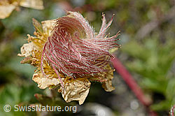 Kriechende Berg-Nelkenwurz (Geum reptans) (C172160)