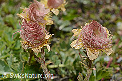 Kriechende Berg-Nelkenwurz (Geum reptans) (C172161)