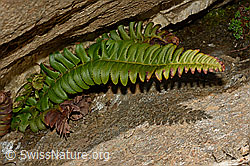 C172212: Lanzenfarn (Polystichum lonchitis)