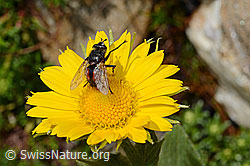 Tachina magnicornis (Raupenfliege) auf Grossköpfiger Gämswurz (Doronicum grandiflorum) (C172213)