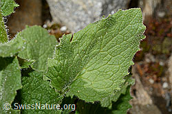 Grossköpfige Gämswurz (Doronicum grandiflorum) (C172215)