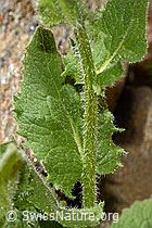 Grossköpfige Gämswurz (Doronicum grandiflorum) (C172216)