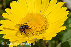 Fliege auf Blüte der Grossköpfigen Gämswurz (Doronicum grandiflorum) (C172220)