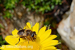 Grossköpfige Gemswurz (Doronicum grandiflorum)