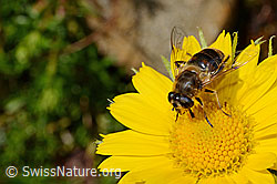Mistbiene (Eristalis tenax) auf Grossköpfigem Gämswurz (Doronicum grandiflorum) (C172222)