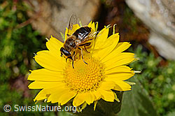 Mistbiene (Eristalis tenax) auf Grossköpfigem Gämswurz (Doronicum grandiflorum) (C172223)
