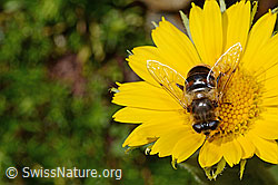 Mistbiene (Eristalis tenax) auf Grossköpfigem Gämswurz (Doronicum grandiflorum) (C172224)