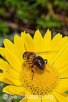 Mistbiene (Eristalis tenax) auf Grossköpfigem Gämswurz (Doronicum grandiflorum) (C172227)