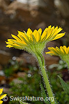 Grossköpfige Gämswurz (Doronicum grandiflorum) (C172231)