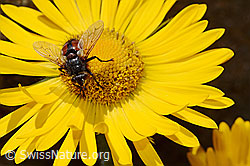 Tachina magnicornis (Raupenfliege) auf Grossköpfiger Gämswurz (Doronicum grandiflorum) (C172233)