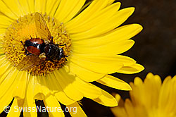 Tachina magnicornis (Raupenfliege)