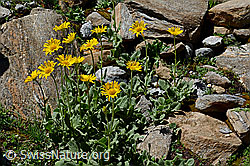 Grossköpfige Gämswurz (Doronicum grandiflorum) (C172238)