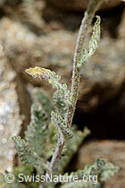 C172244: Zwerg-Schafgarbe (Achillea nana)