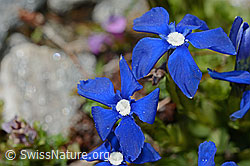 C172252: Rundblättriger Enzian (Gentiana orbicularis)