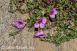 Saxifraga oppositifolia (C172255)
