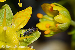 Foto: Variabler Flach-Marienkäfer (Hippodamia variegata)