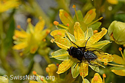 Zaphne ambigua on Saxifraga aizoides (C172759)