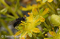 Zaphne ambigua on Saxifraga aizoides (C172763)