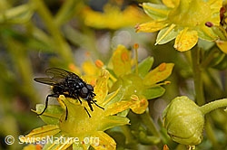 Zaphne ambigua (Blumenfliege) auf Bewimpertem Steinbrech (Saxifraga aizoides) (08.2020, C172766)