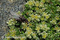 Zaphne ambigua (Blumenfliege) auf Alpen-Bruchkraut (Herniaria alpina) (08.2020, C172784)
