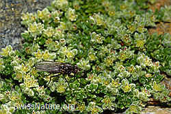Zaphne ambigua on Herniaria alpina (C172785)