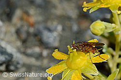 Mycophaga testacea (Blumenfliege) auf Bewimpertem Steinbrech (Saxifraga aizoides) (C172794)
