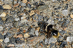 Steinhummel (Bombus lapidarius) (C172833)