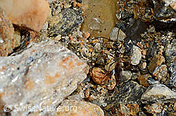 Pimpla rufipes (C172848)