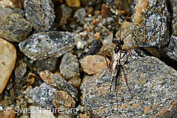Schwarze Schlupfwespe (Pimpla rufipes) (08.2020, C172850)