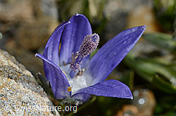C172853: Mont Cenis-Glockenblume (Campanula cenisia)