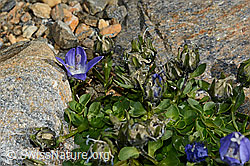 Mont Cenis-Glockenblume (Campanula cenisia) (C172859)