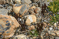 Alpen-Gänsekresse (Arabis alpina) (08.2020, C172931)