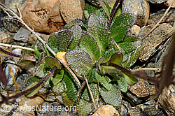 Arabis alpina (C172932)
